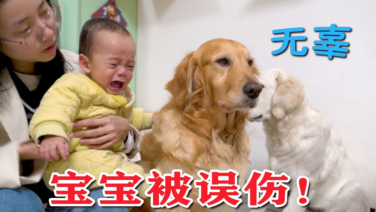 小宝宝被误伤，大金毛一脸紧张：我不是故意的