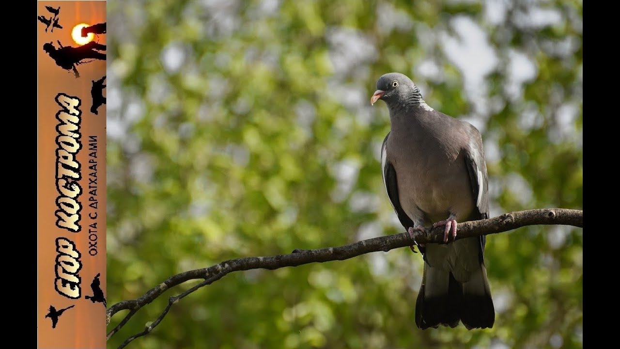 Открытие нового сезона охоты: вяхирь, первый выстрел.