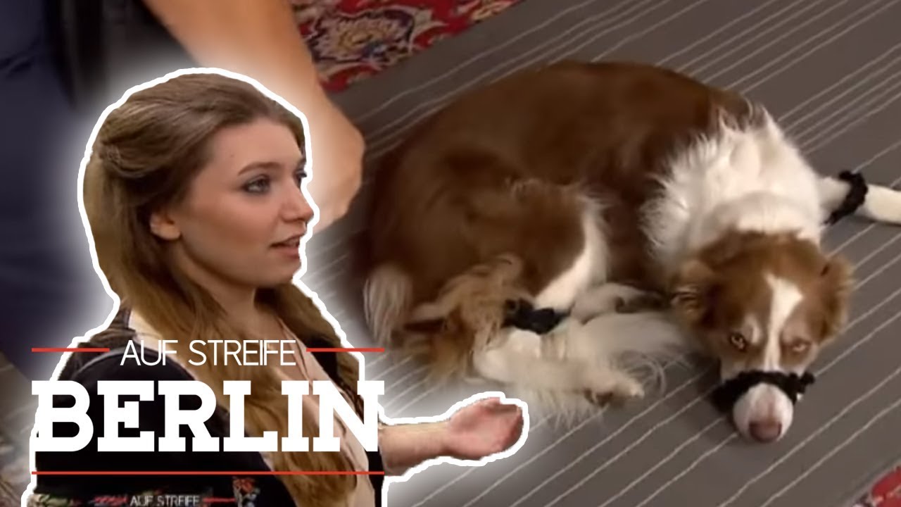 Zwischen Entführung und Erpressung: Besitzerin und Hund in Gefahr! | Auf Streife - Berlin | SAT.1 TV