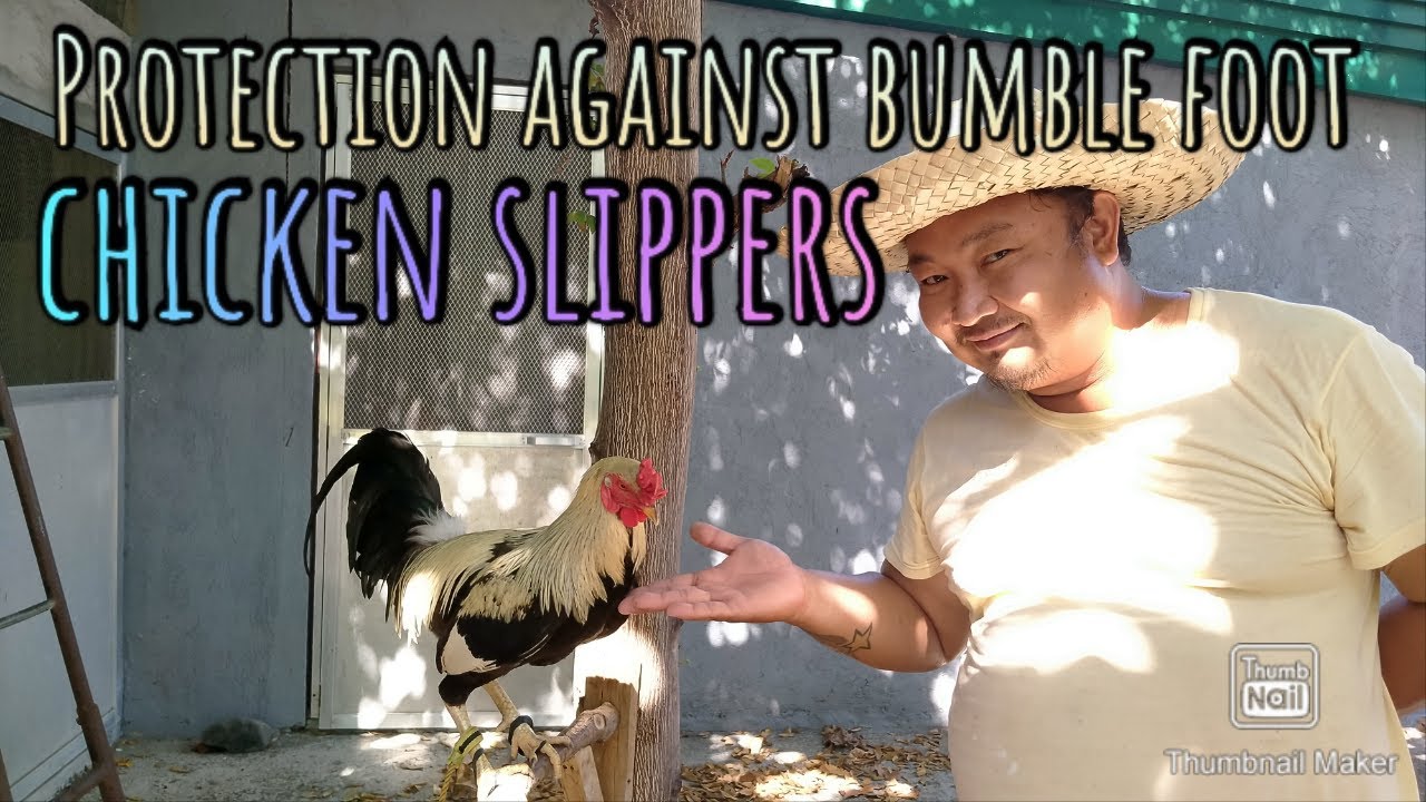 DIY chicken slippers to prevent bumble foot