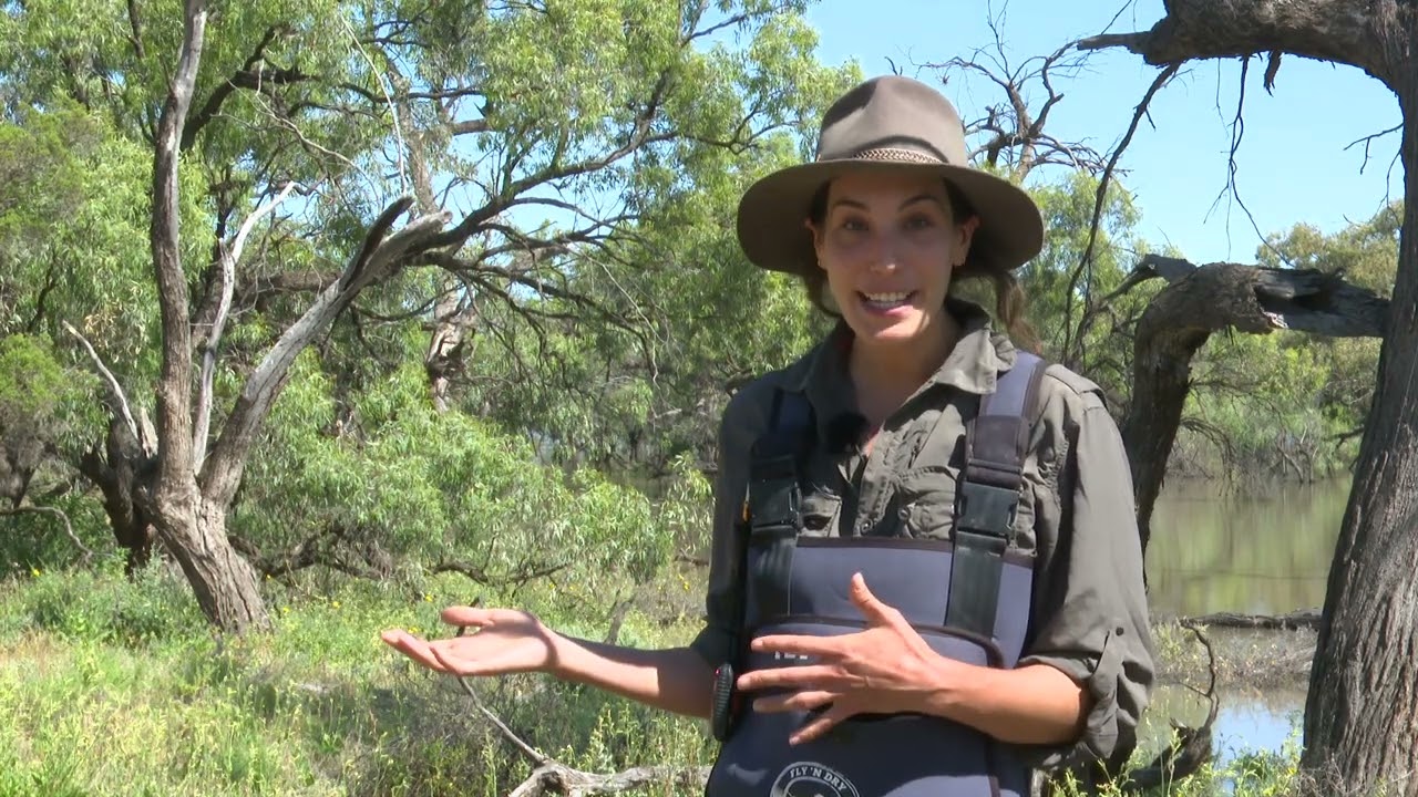 Chowilla's black box eucalypt woodland enjoys a flood