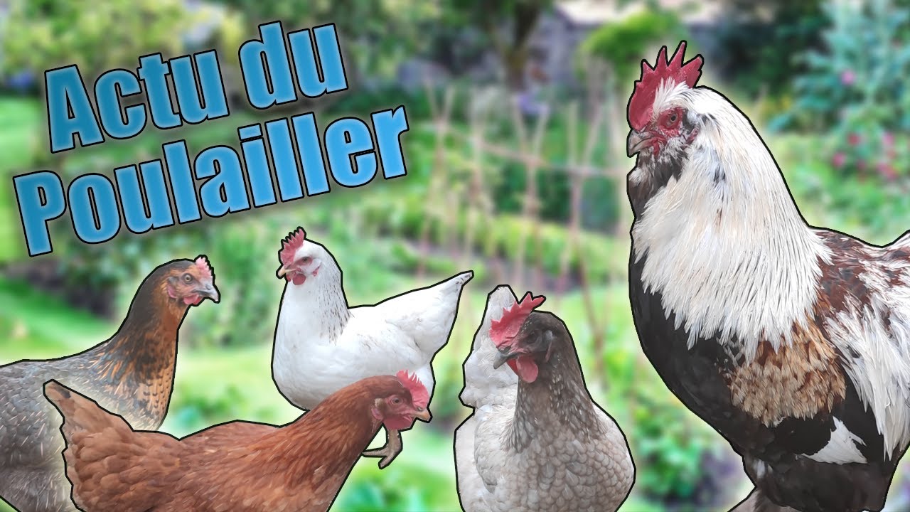 Des Poux Rouges & Agrandissement  - Actu du Poulailler !