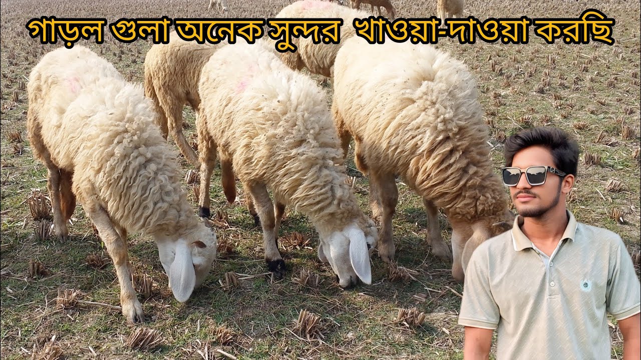 গাড়ল গুলা অনেক সুন্দর  খাওয়া-দাওয়া করছি 