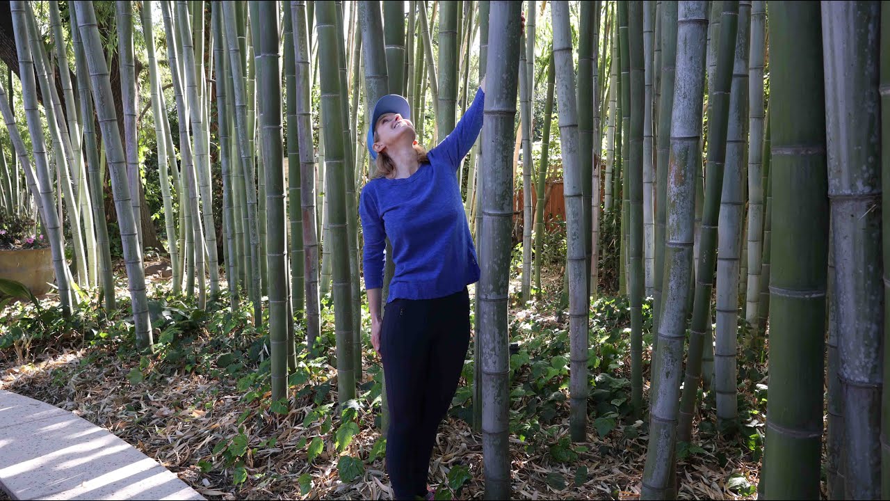The most beautiful timber bamboo garden there is - and it's my own yard-  Growing big timber bamboo.