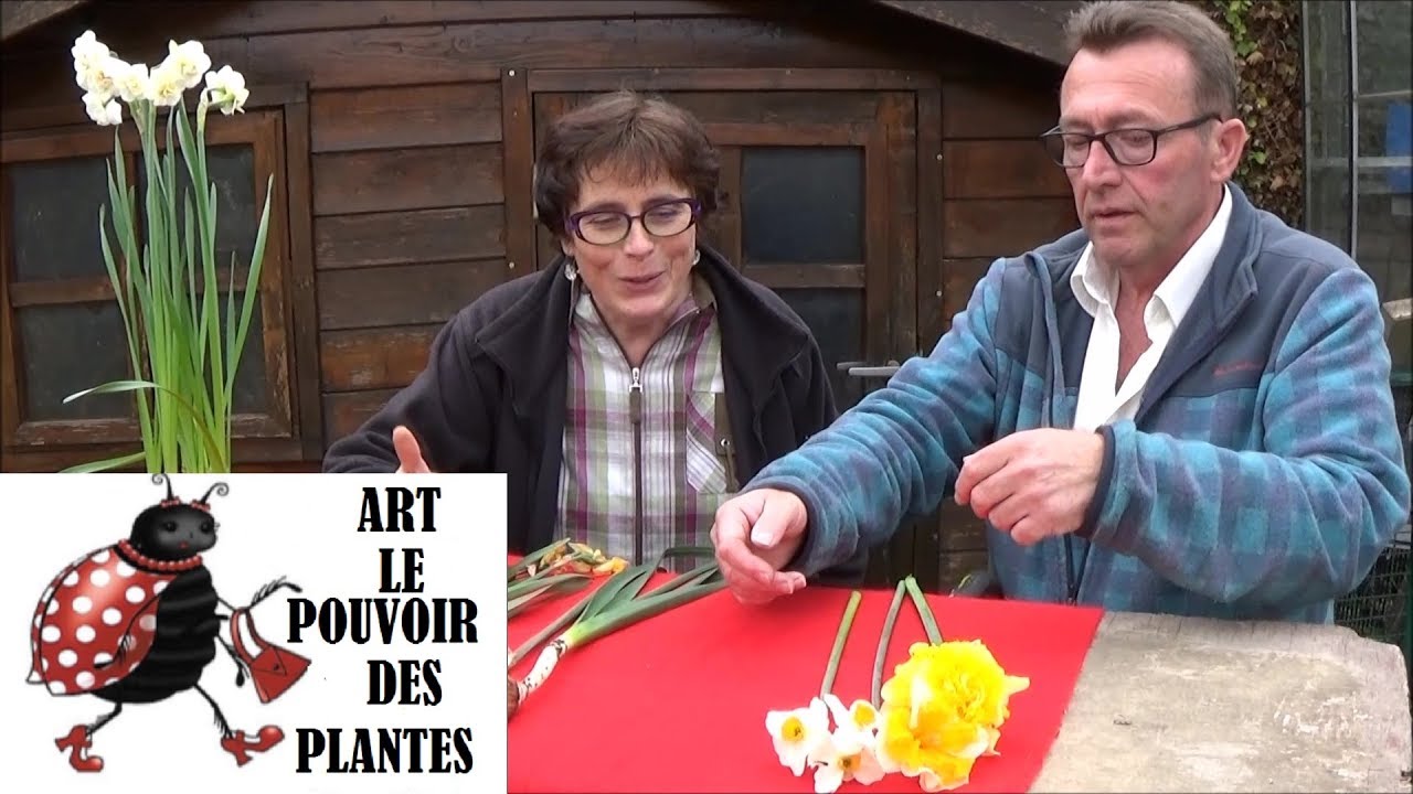Tuto jardin: Plante toxique: Bon à savoir: Le narcisse (jonquille): toxique pour Bébé: Vivace
