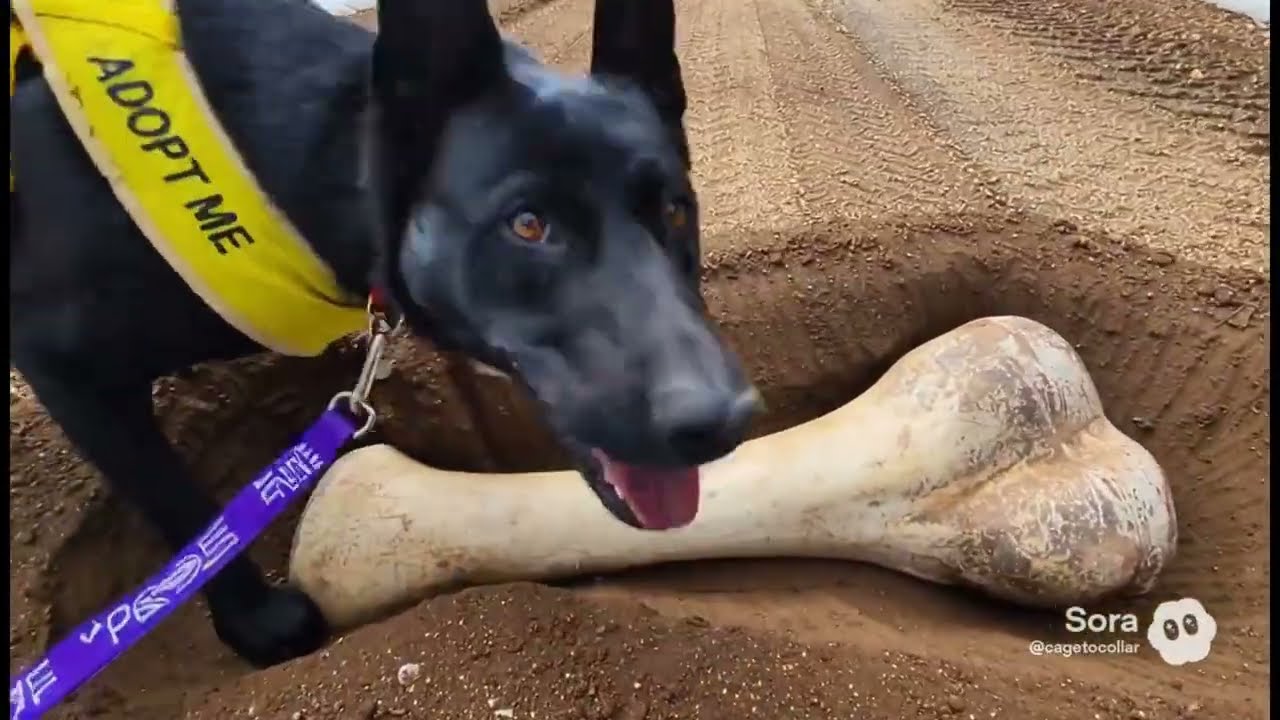 Jetta the Driving Dog: You Won't Believe This!  This Shelter Dog Even Dug up a Dinosaur Fossil!