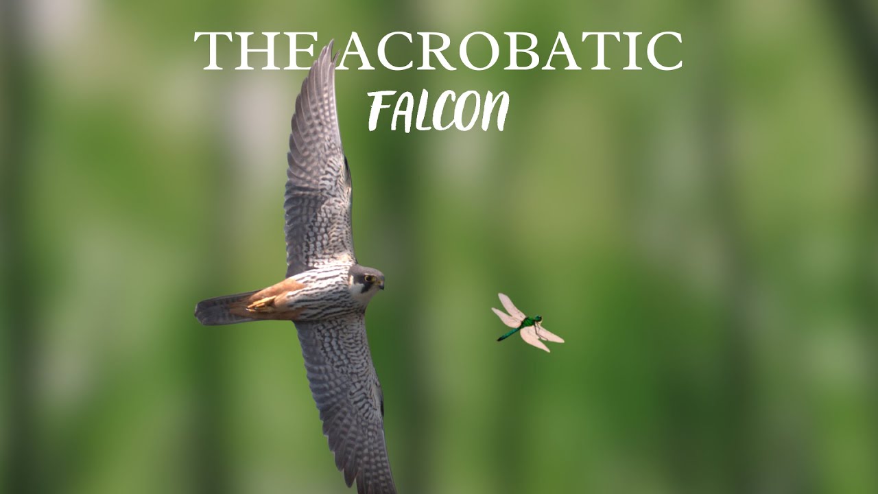 'The Acrobatic Falcon' | Hobby Catching Insects | 4K Film