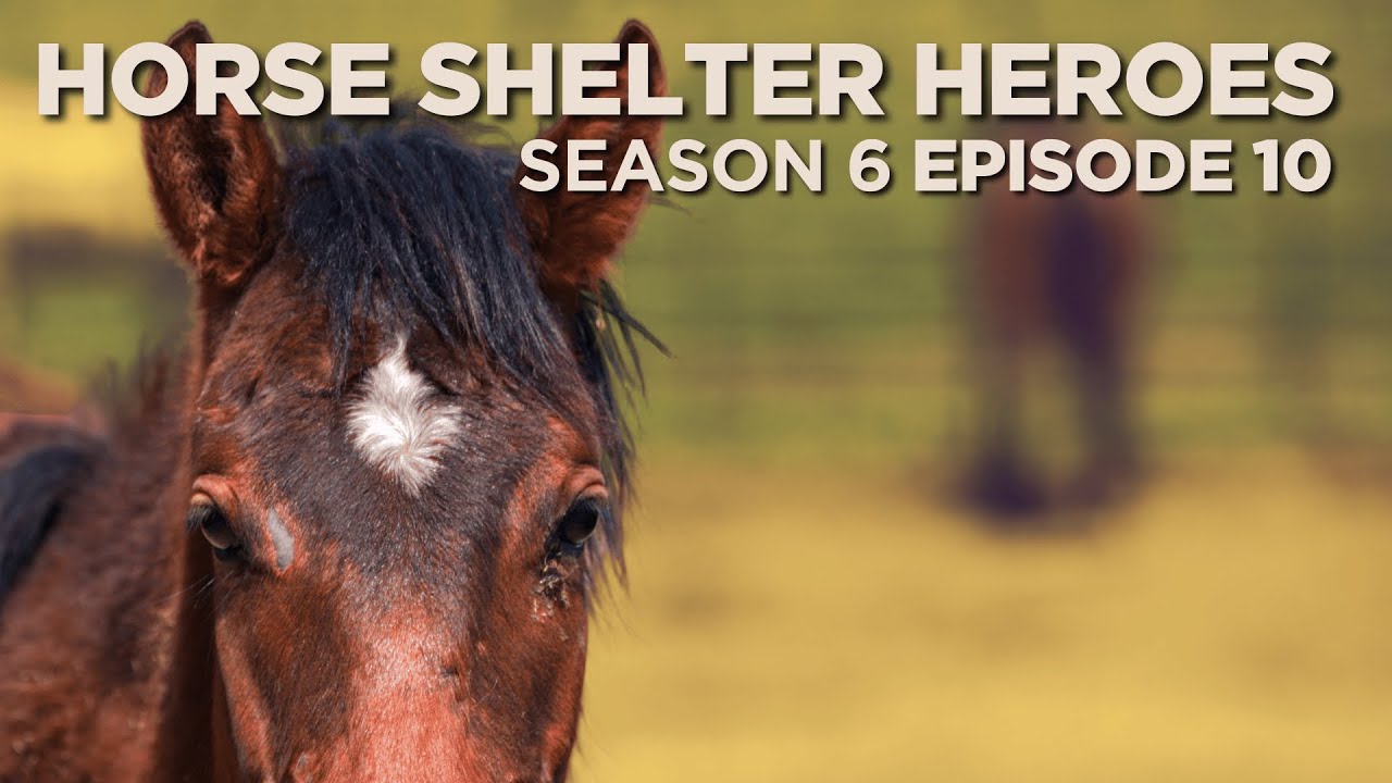 Horse Shelter Heroes | S6E10