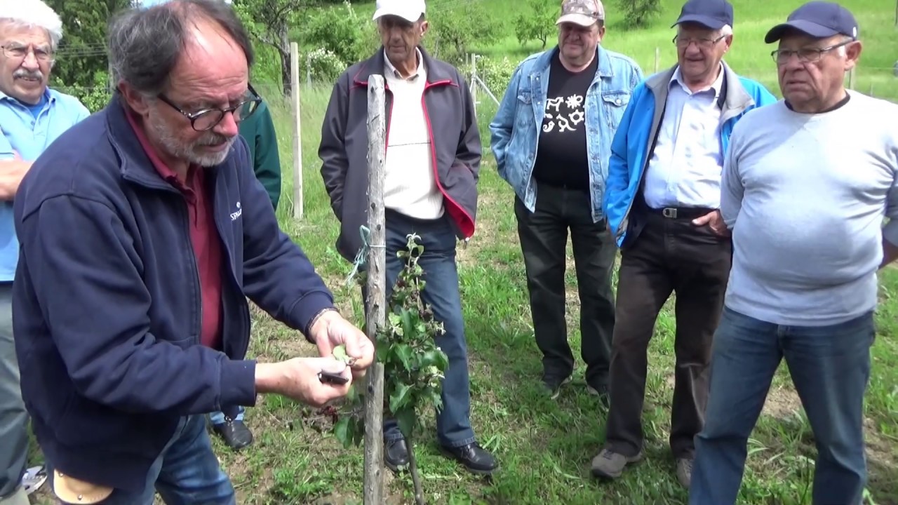Letna opravila v sadovnjaku 2019