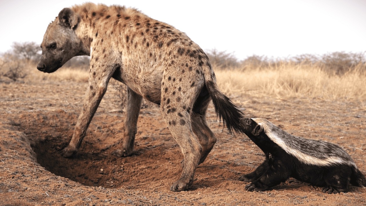 Медоедка защищает свою нору от гиены.