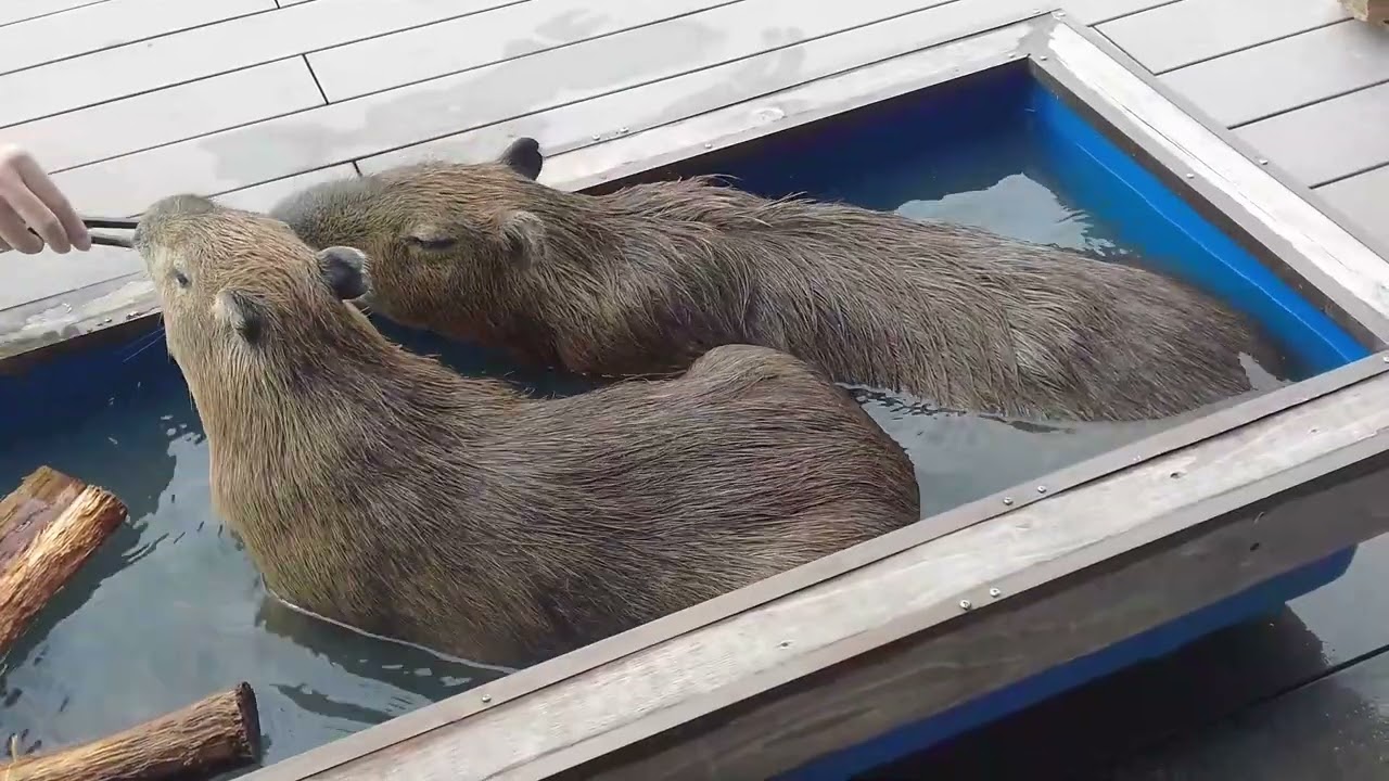 Capybaras in TOKYO ODAIBA / レインボーブリッジが見える場所で暮らすカピバラ(アニミルお台場)