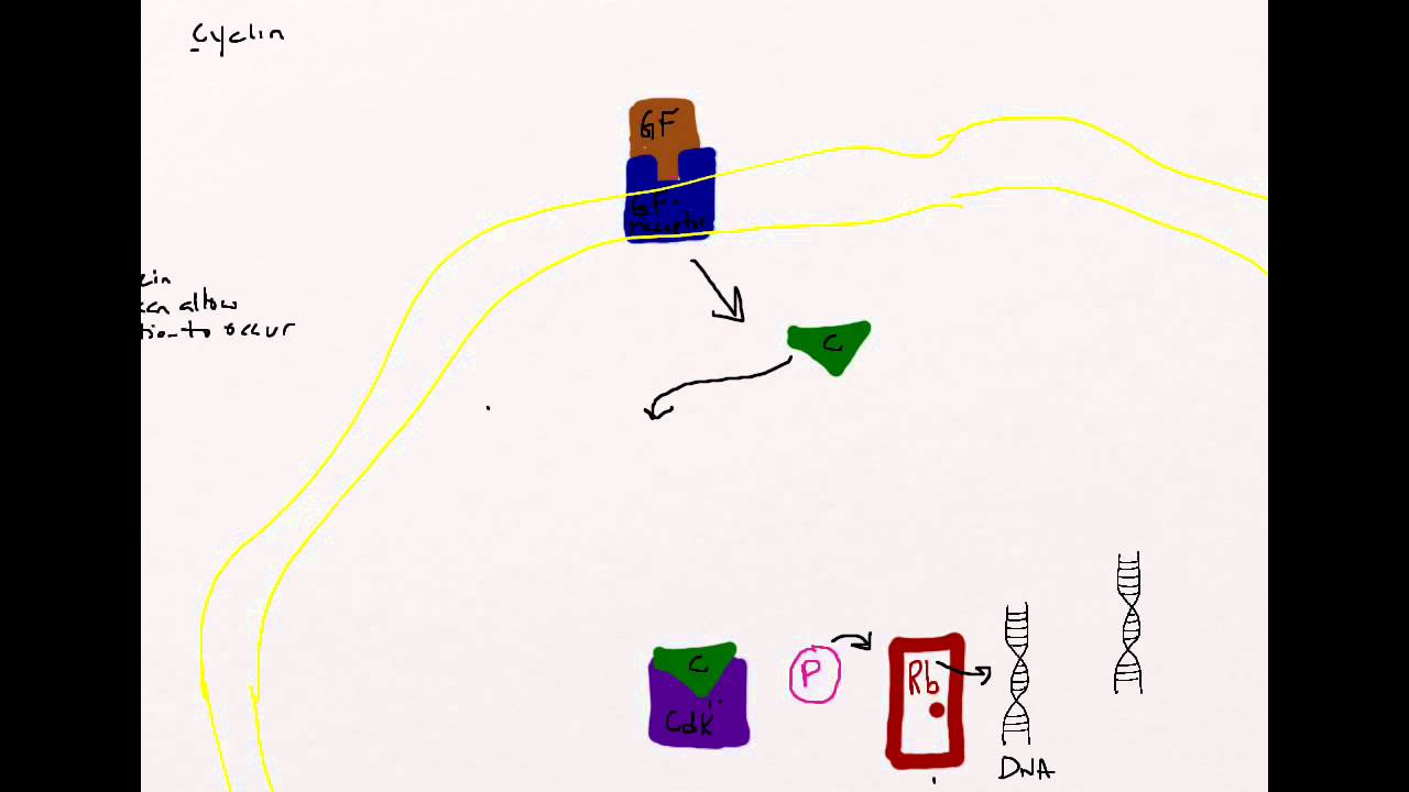 Cell cycle controls...and lack thereof