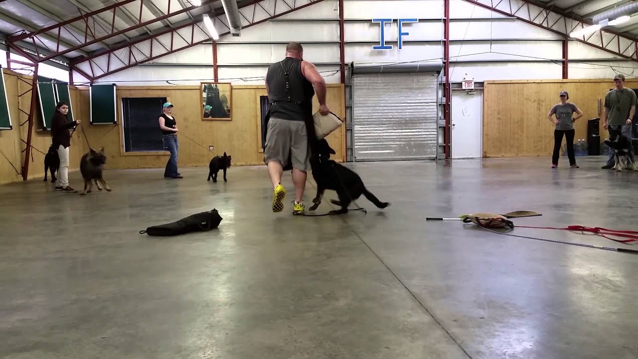 Panzer von Prufenpuden Bi-Black German Shepherd Super Puppy Training Development For Sale