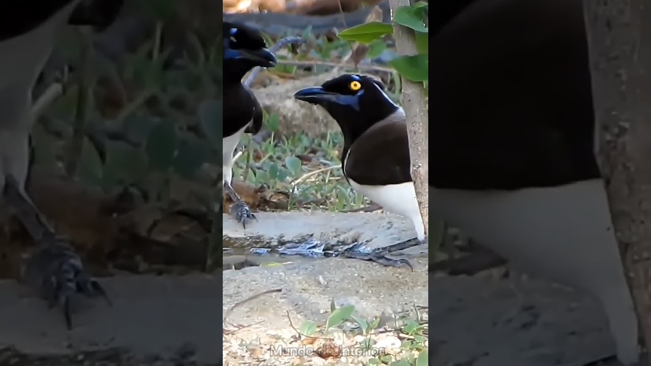 Curiosidades sobre a Gralha-canc&atilde; #aves #naturezasurpreendente #passaros