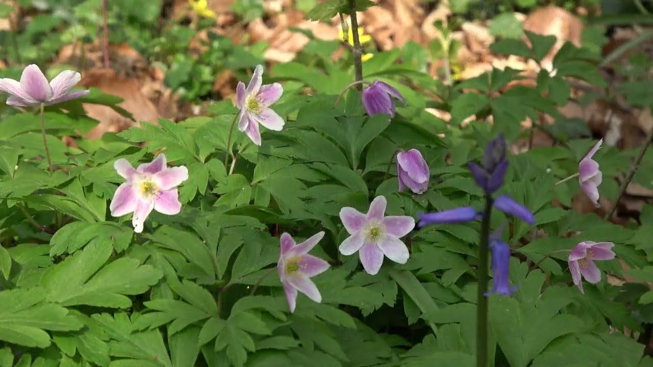 Birds of the Belgian Countryside: 100 species. Episode 2: Spring.