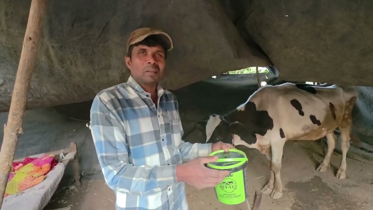 ગાયને નવજીવન મળ્યું _ મરણ પથારી પરથી બેઠી થઈ _ PET VET _ NETSURF DIRECT 7203007557