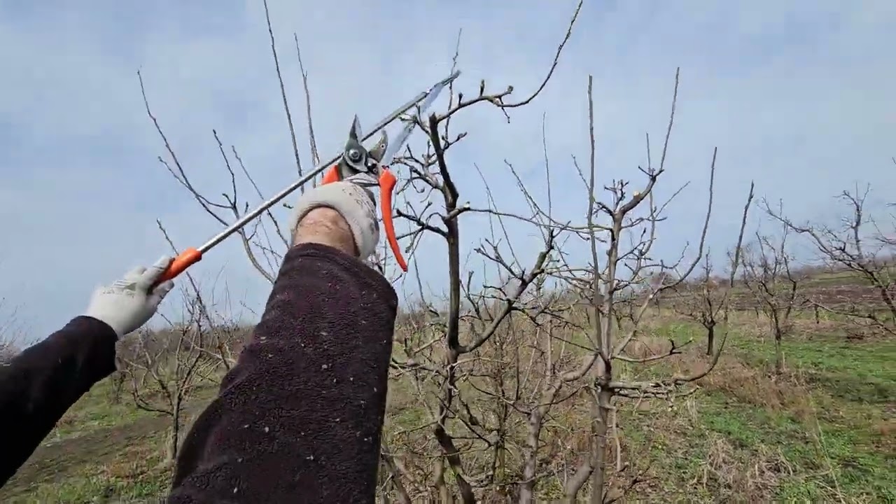 Rezidba dunje na rod #pruning #fruitcutting #nature #garden #agro #tree #fruit #fruits