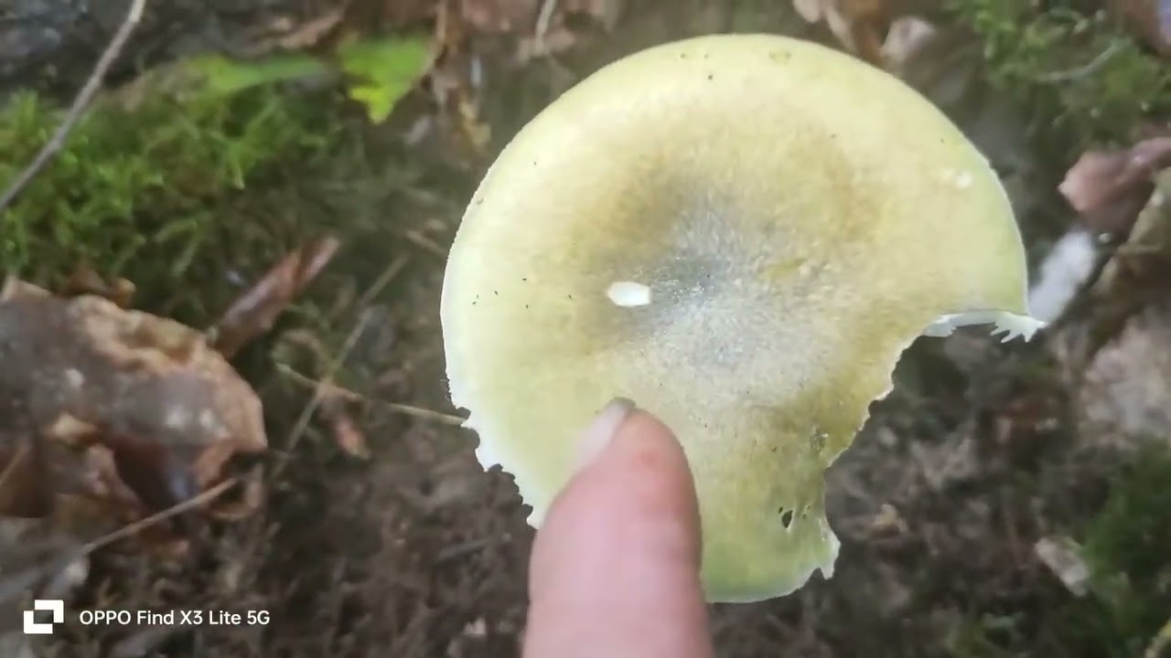 The most #deadliest #mushroom on Earth ,the #Deathcap. How to identify it when foraging.