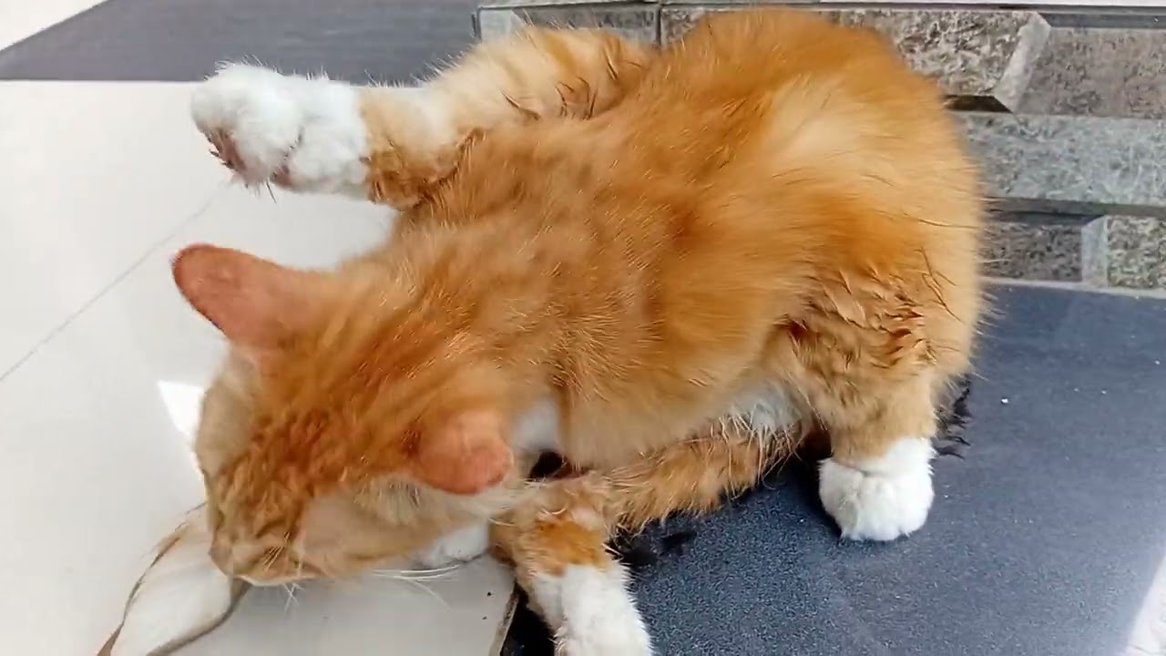 Kasian oyen masih pagi udah nyemplung kali demi menyelamatkan diri🥲🥲🥲
