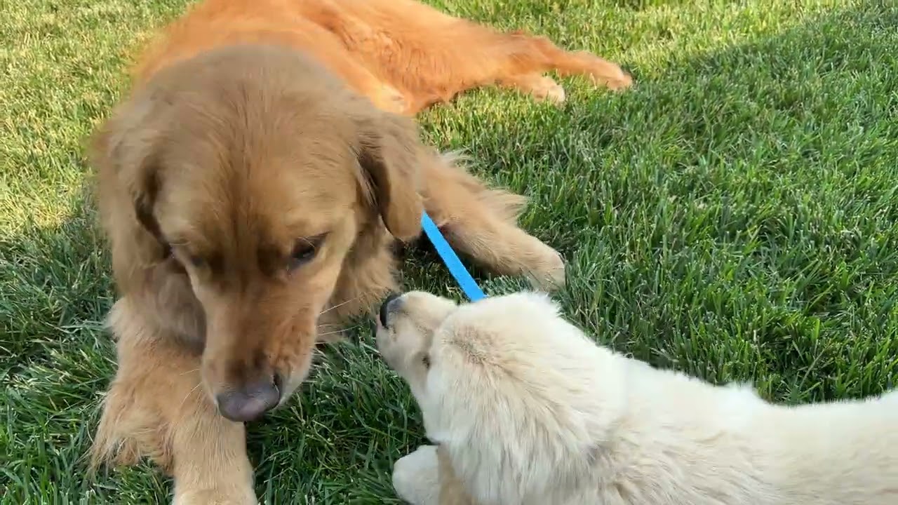 Playing In The Yard #1