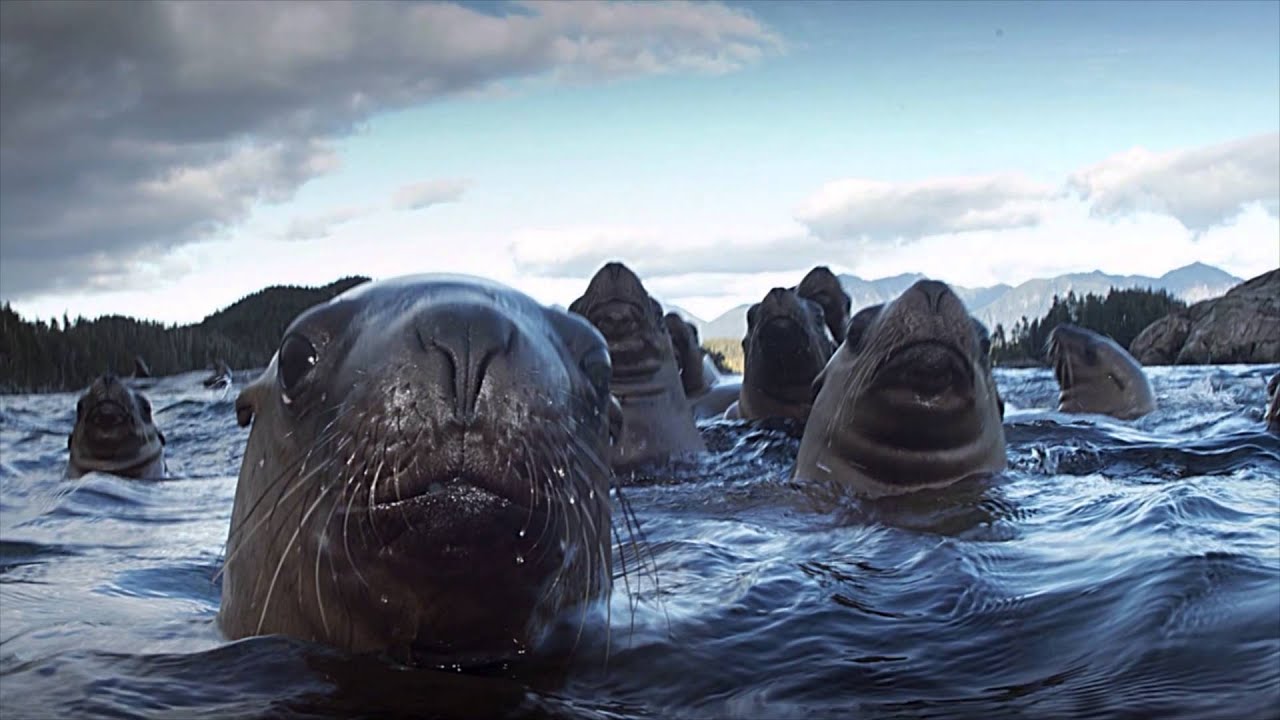 Canada's Beautiful Coastline Needs Protecting