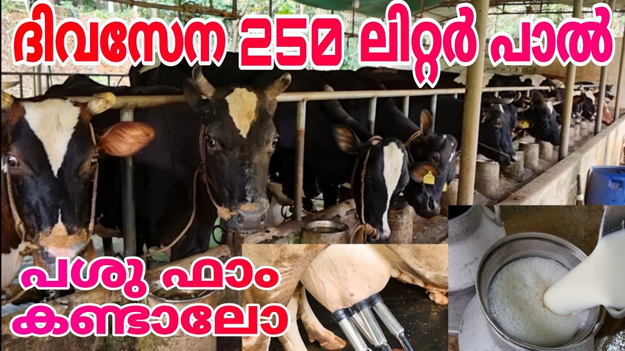250 ലിറ്റർ പാൽ🐄 ദിവസവും വിൽപ്പന നടത്തുന്ന  ഒരു പശു ഫാം🐄🐄 കണ്ടാലോ🥰 /cow/dairy farm/vpm family vlogs😍😍
