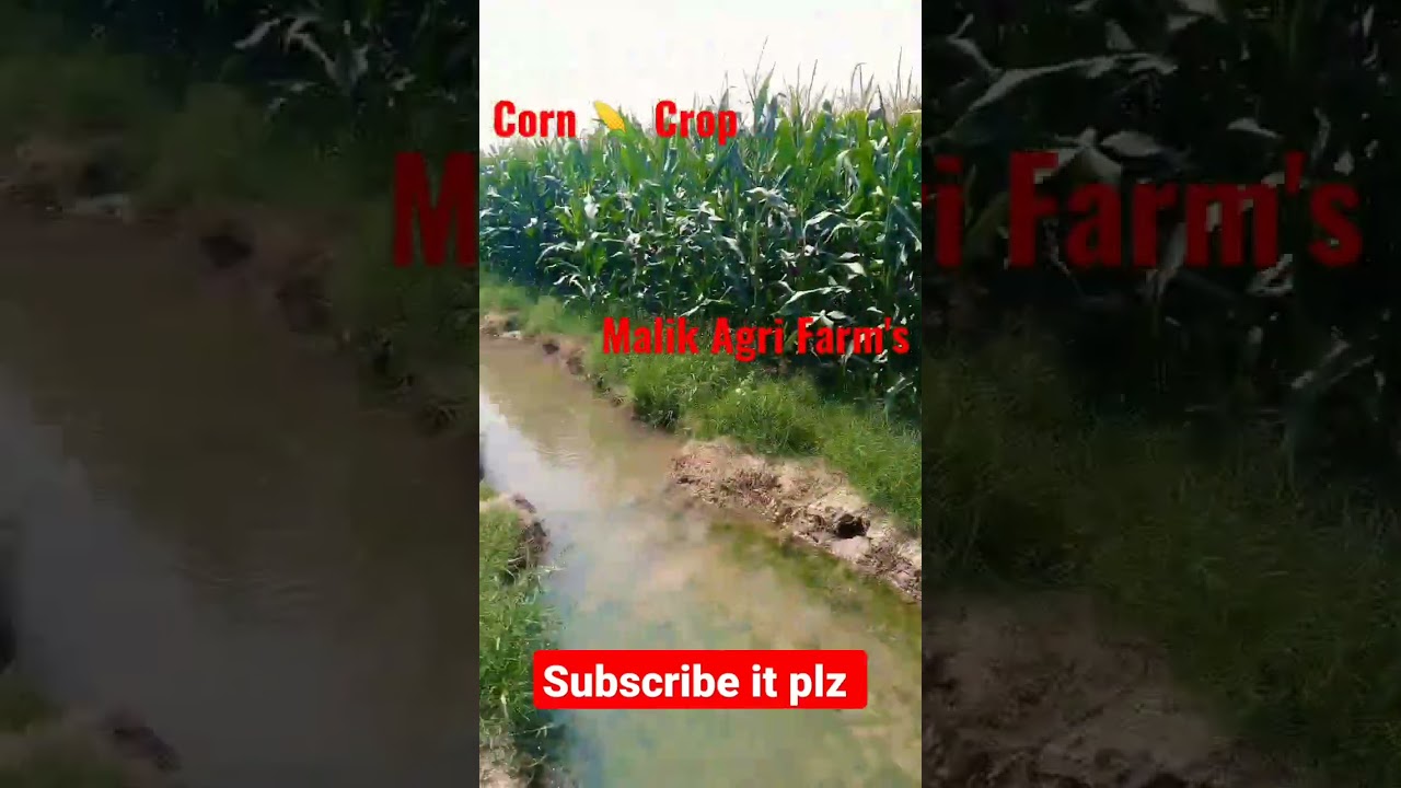 Corn Crop at Farm #youtubeshorts #corn #corncrop #cornfield #cornfield