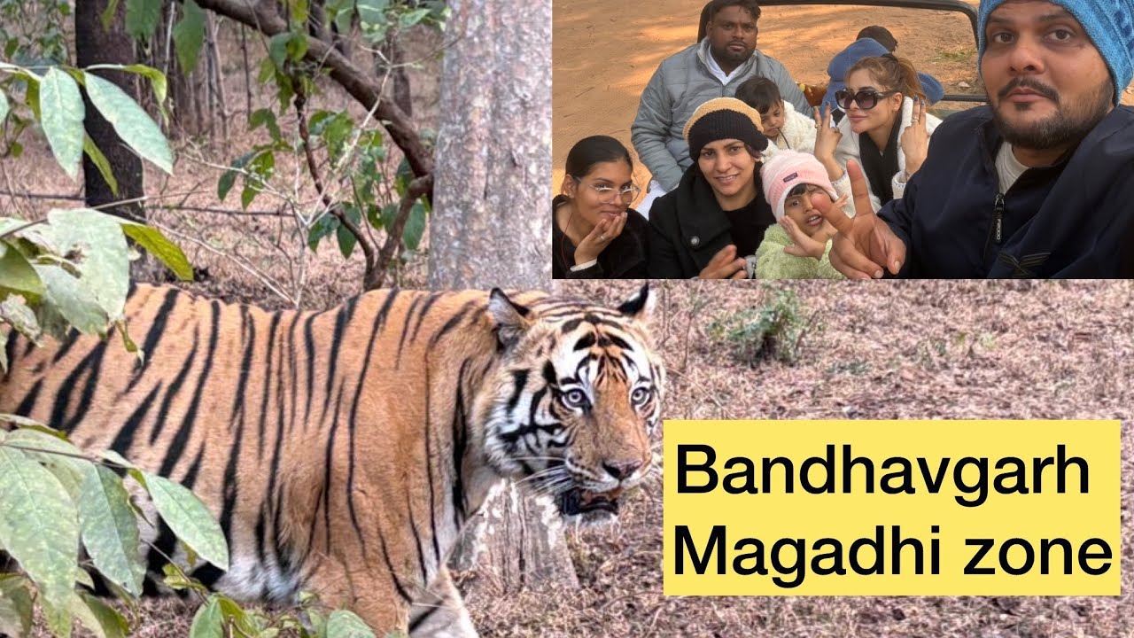 ￼ Bandhavgarh Magadhi zone|| दिख गया टाइगर || jangal safari || tiger reserve || #manasandnaitikshow 