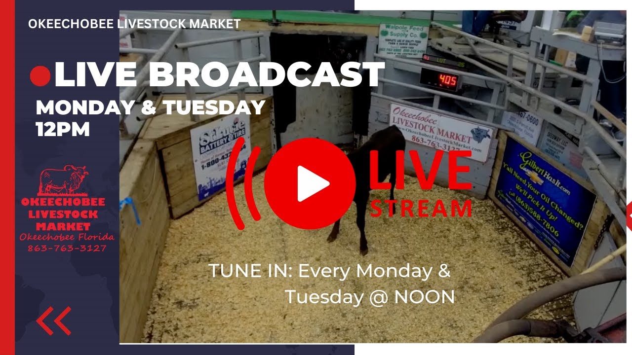 OLM Livestream