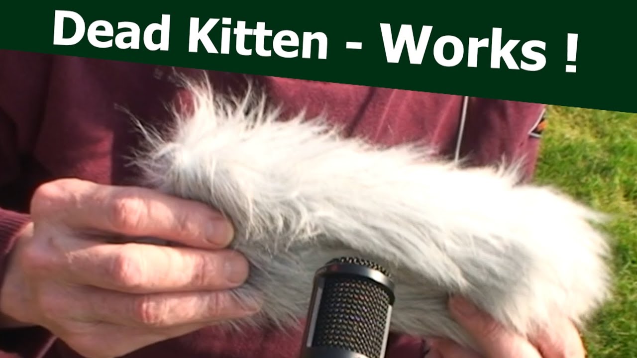Recording Tip - Dead Kitten  Artificial Fur Wind Shield  Does Work - Protection for the Video Mic,