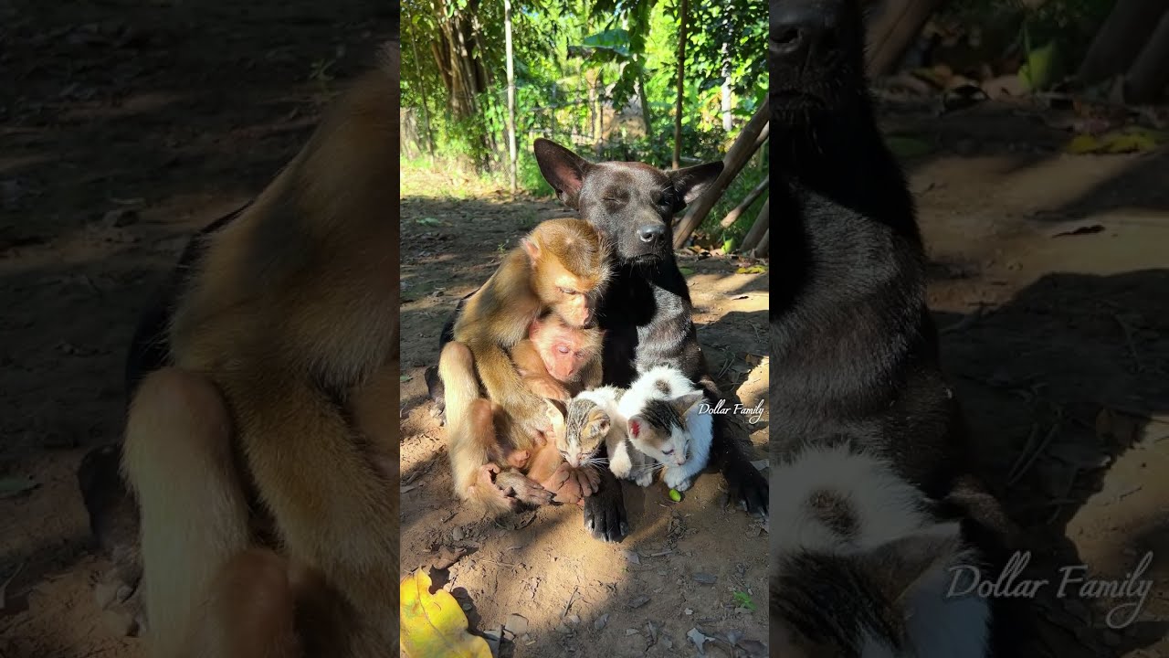 Wow...dollar is very love baby monkey and dollar best care friends cats,dog...#SurrogateMama
