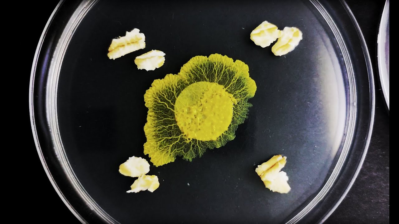 Australian physarum polycephalum (timelapse)