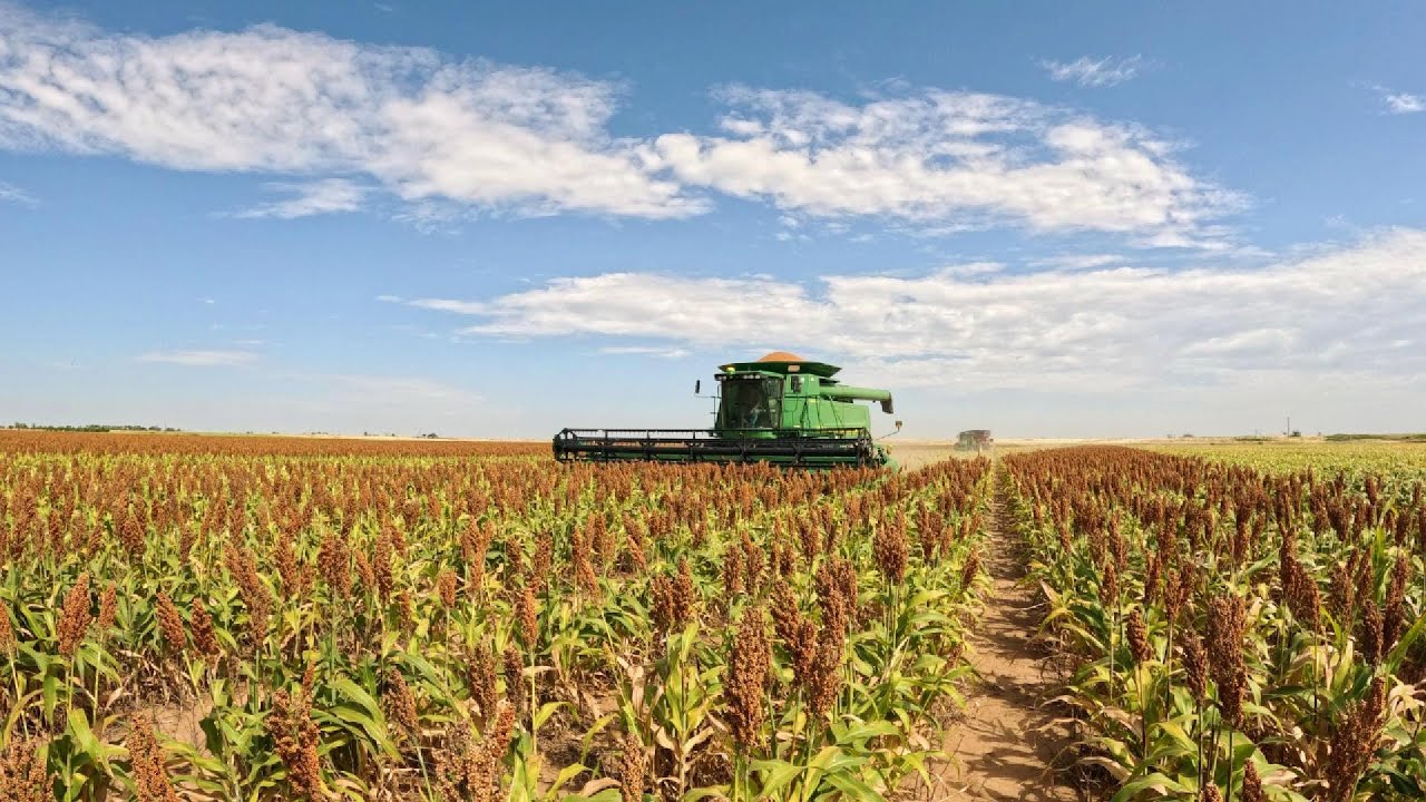 Weathering The Storm: Milo Harvest 2025 (continues)