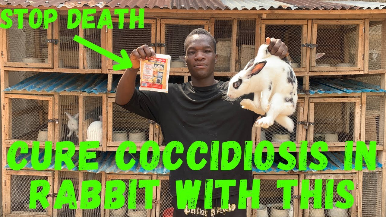 How to cure rabbit coccidiosis || use this stop death in rabbit