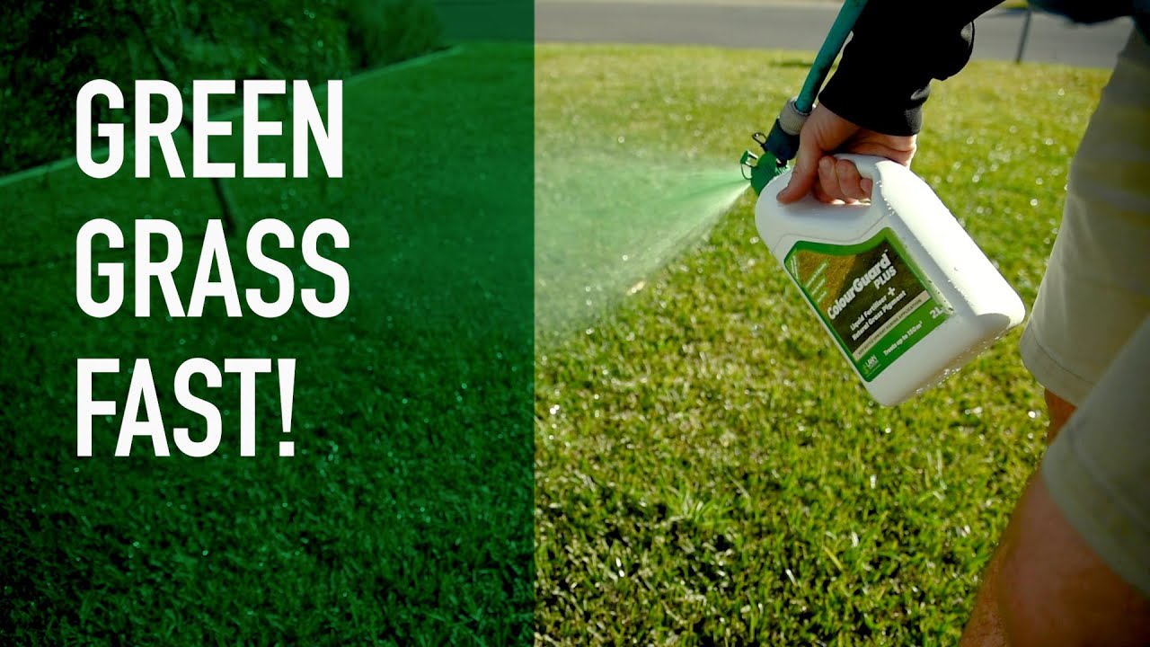 Why ‘painting’ your lawn isn’t such a crazy idea…