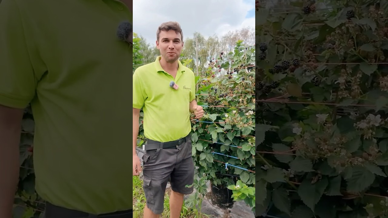 Blackberry picking at Garson Farm #garsons #gardencentre
