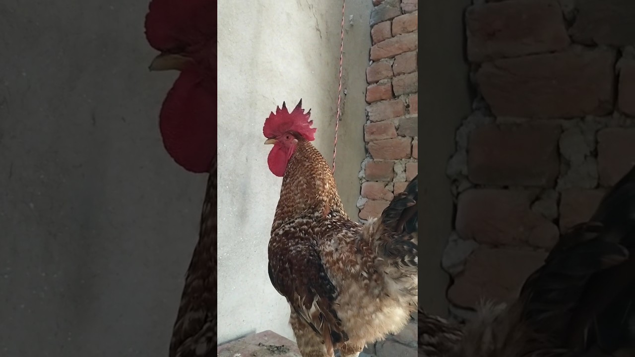 Rir murga #desi #farm