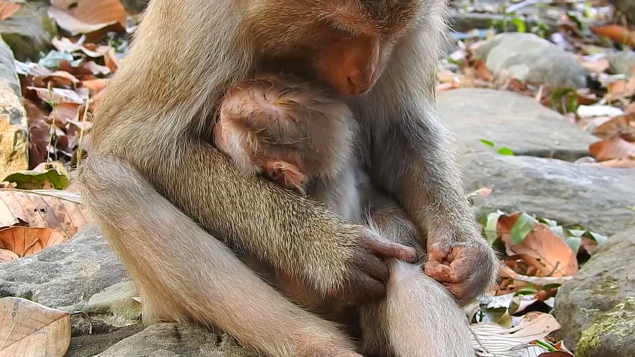 Sweet Baby Making Friends with Temple Monkeys #cuteanimals