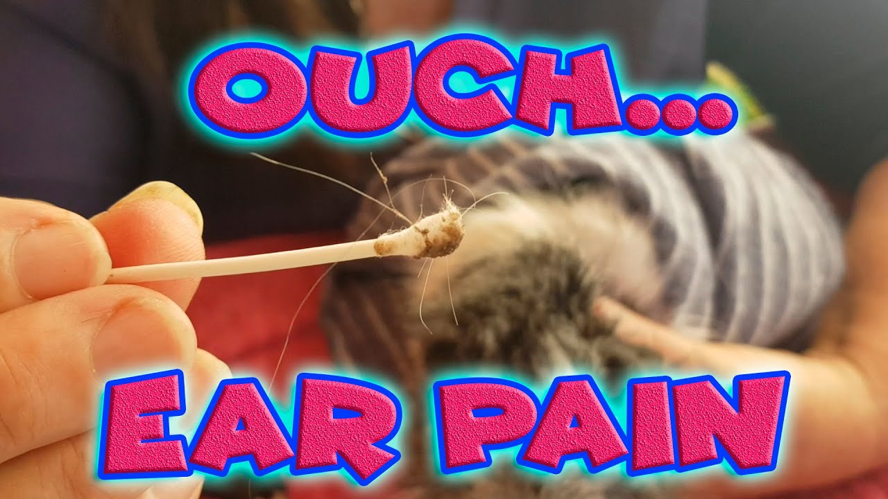 Guinea pig head tilt and ear problems - what you need to check