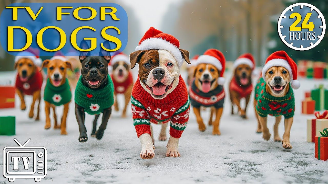Dog TV: Best Entertaining Videos & Calming Music for Dogs | Relaxation & Stress Relief for Dogs