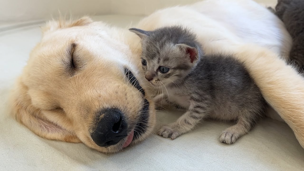 No one expected the kittens to do THIS while Golden Retriever was asleep!