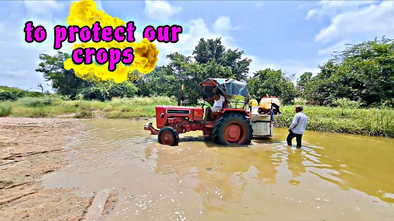 A Day in the Fields After the Rains, to protect our crop.