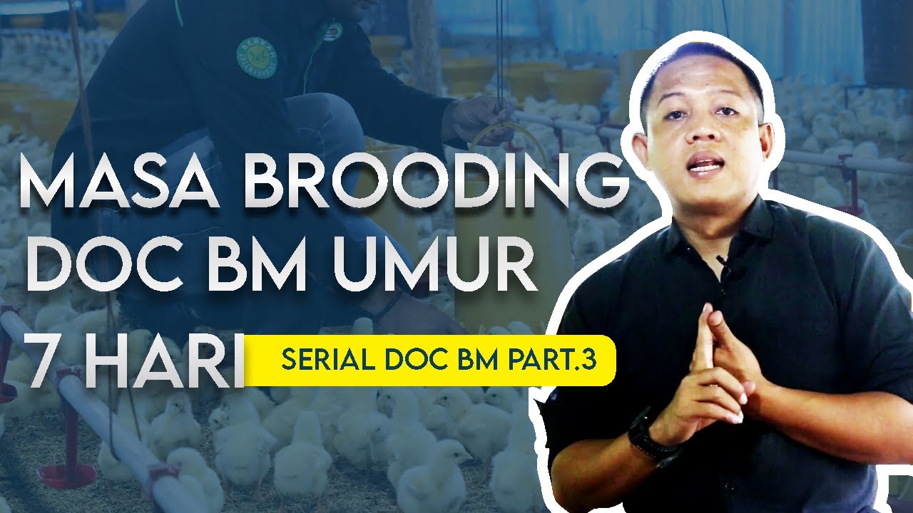MASA BROODING AYAM BROILER DOC BM UMUR 7 HARI | PART 1