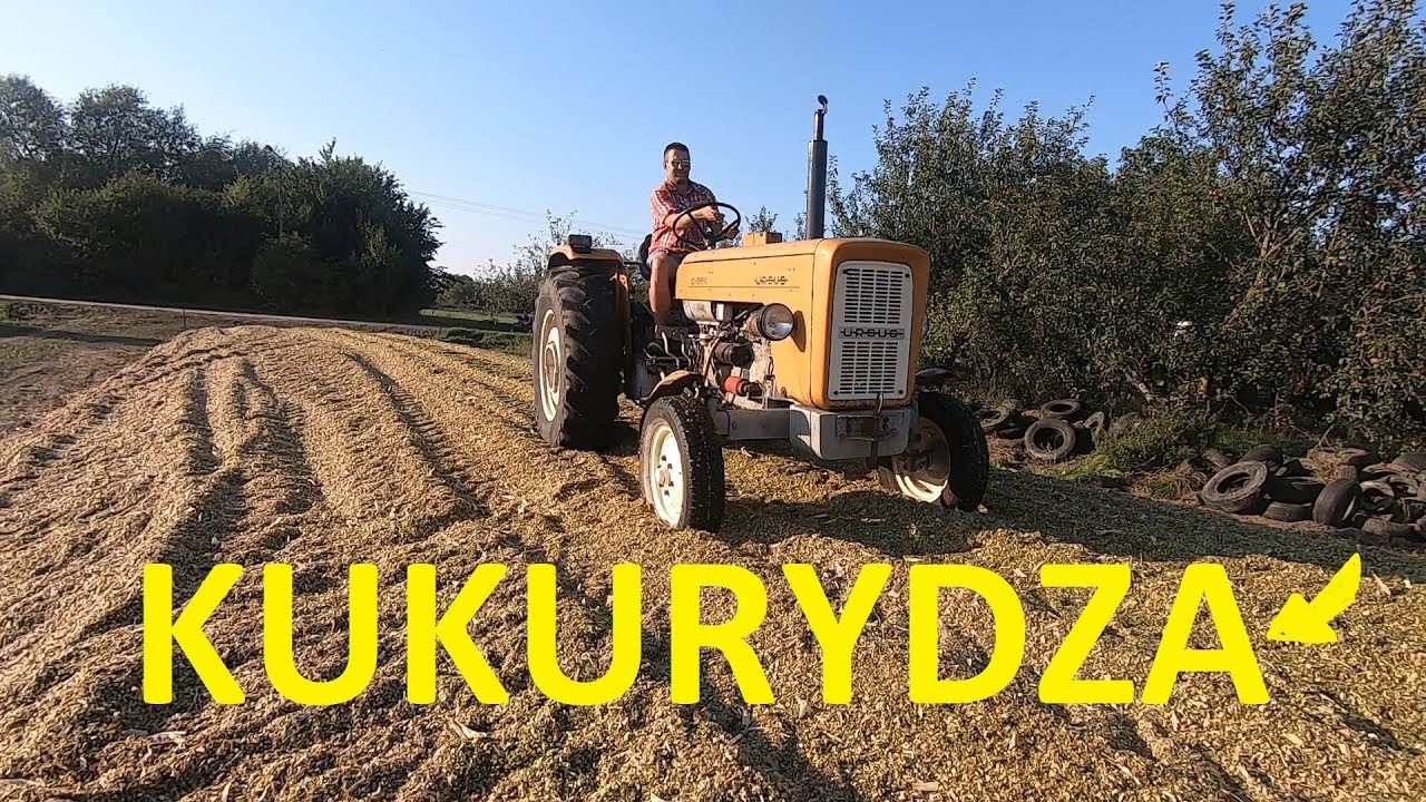 Akcja Kukurydza 2019 /Kiszonka/ Moja C-360 zagęszcza