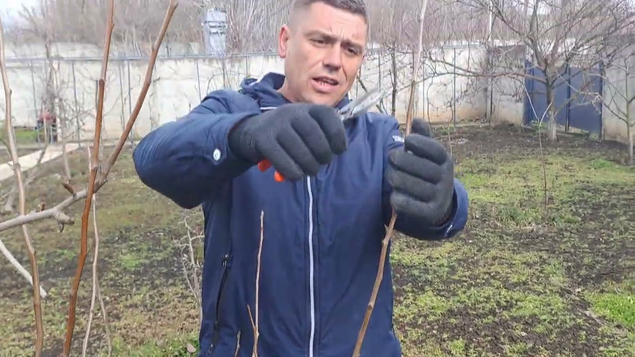 Обрізка формуюча Груші на врожай з результатом