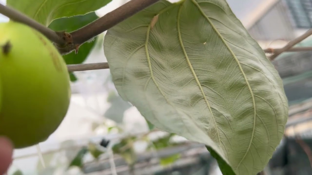 Thu hoạch Táo Đại Mật trồng sân thượng Miền Trung