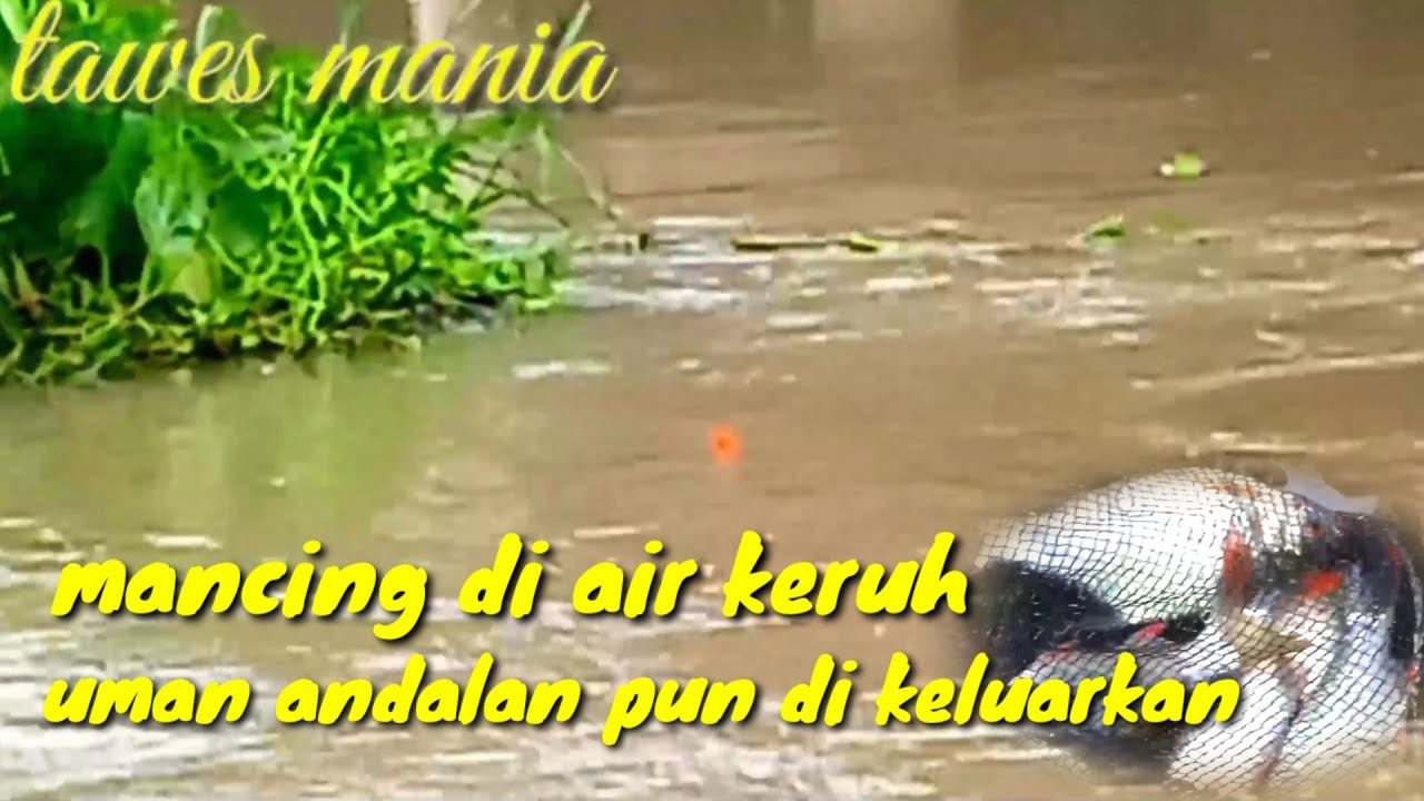🔴Mancing di air keruh!!sekil pun di keluarkan#agaycuctit#kalimalang#mancingtawes