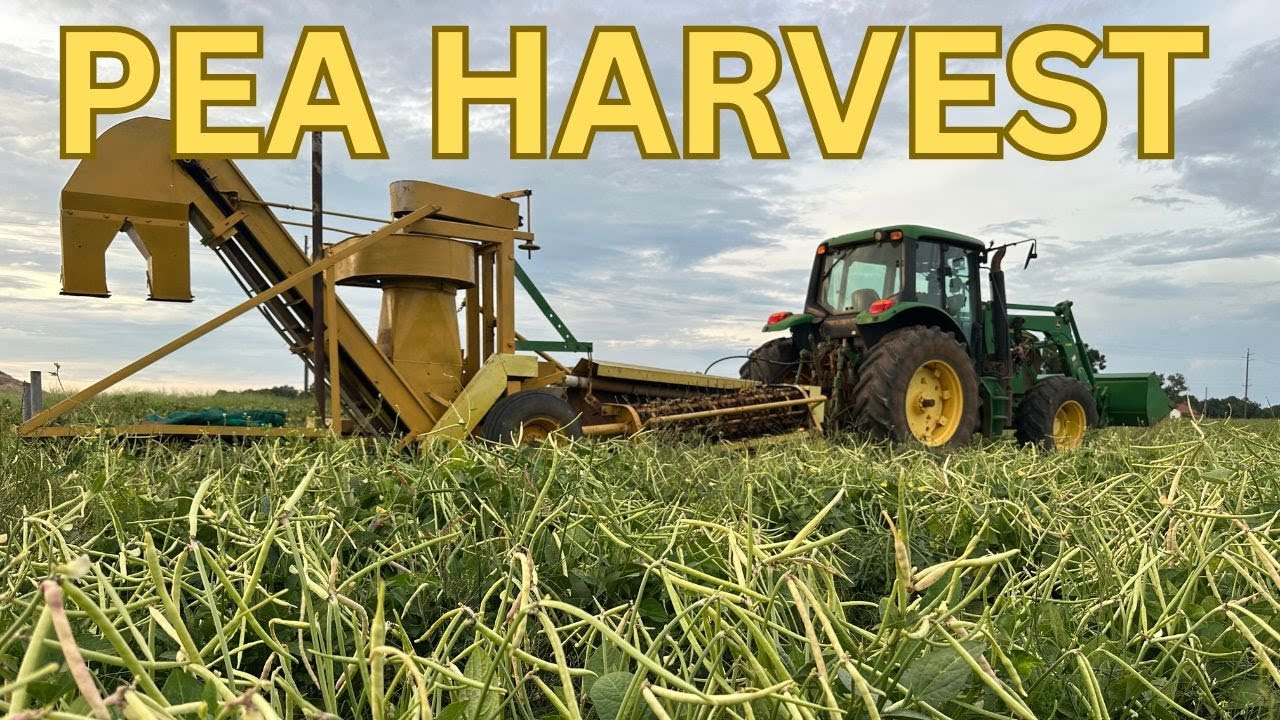 Machine Harvesting Peas
