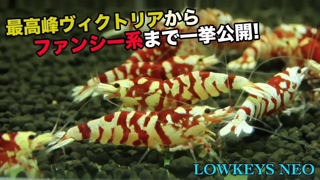 【ローキーズネオ　個体紹介】超希少なヴィクトリアからファンシー系まで一挙公開！レア個体も紹介しちゃいます！