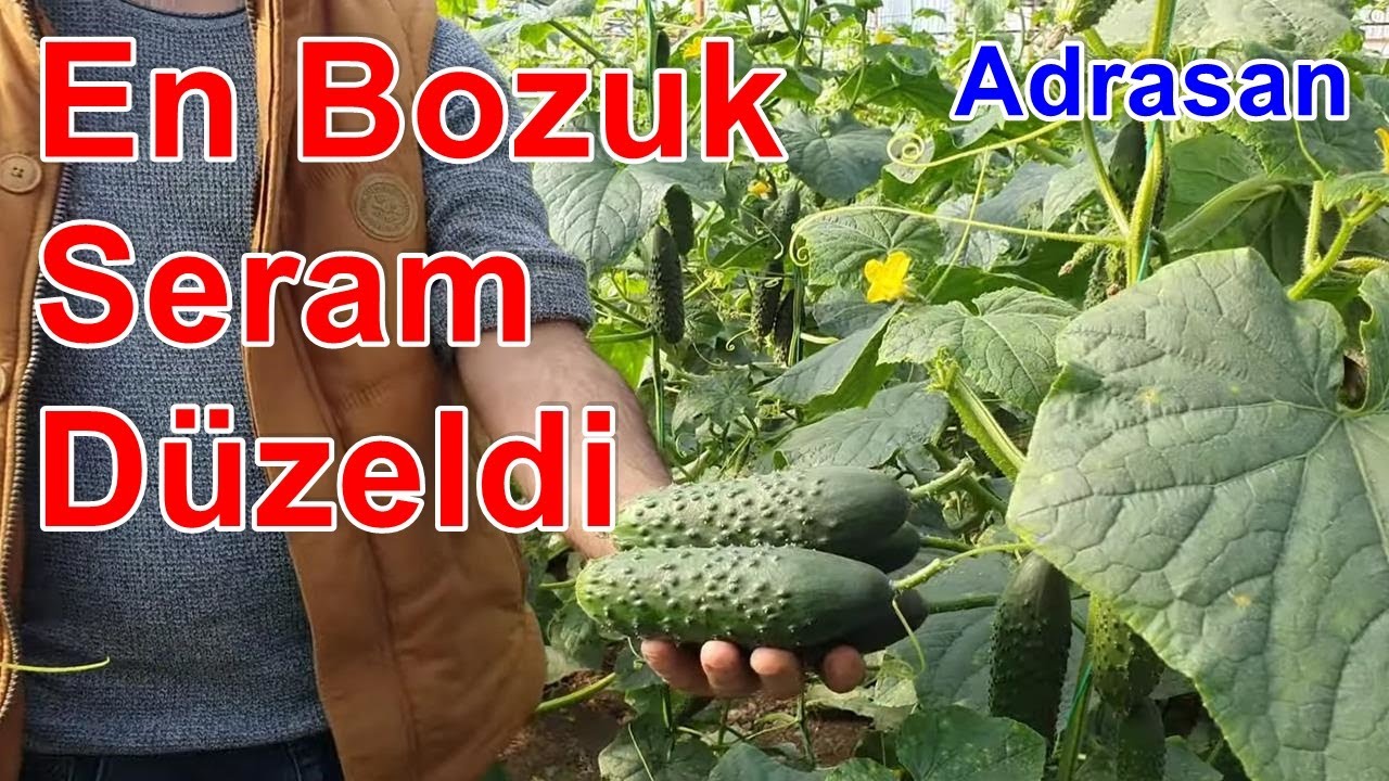 Adrasan Toprağından Dolayı Doğru Düzgün Mahsul Alınamayan  Sera Nasıl Düzeltilir Salatalık Gübreleme